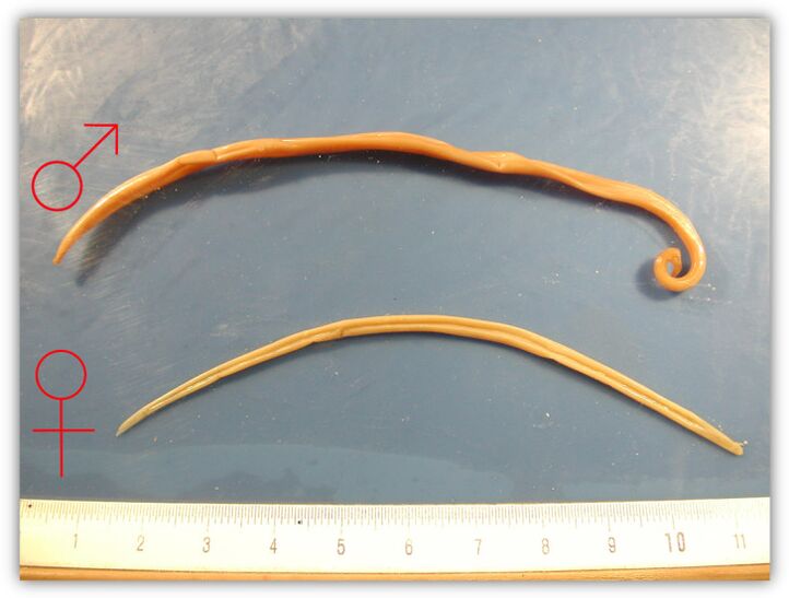 Female and male roundworm life size