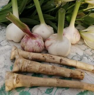 Hrenadish and garlic against Lamblia
