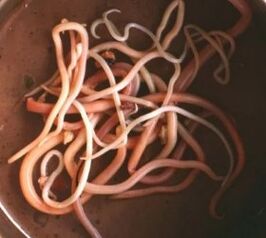 Intestinal parasites