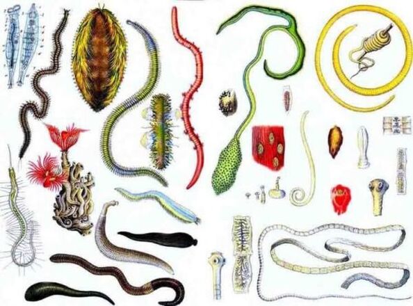 species of human parasites