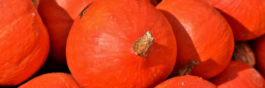 pumpkin against earthworms