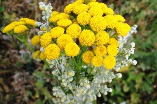 tansy from parasites in the human body